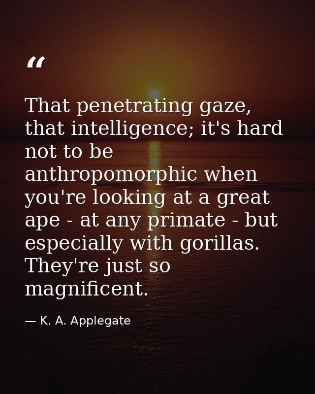 That penetrating gaze, that intelligence; it's hard not to be anthropomorphic when you're looking at a great ape - at an — K. A. Applegate