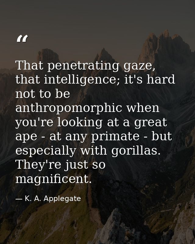 That penetrating gaze, that intelligence; it's hard not to be anthropomorphic when you're looking at a great ape - at an — K. A. Applegate