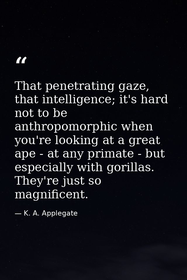 That penetrating gaze, that intelligence; it's hard not to be anthropomorphic when you're looking at a great ape - at an — K. A. Applegate