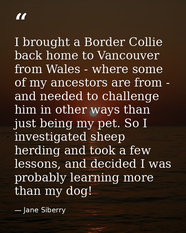 I brought a Border Collie back home to Vancouver from Wales - where some of my ancestors are from - and needed to challe — Jane Siberry