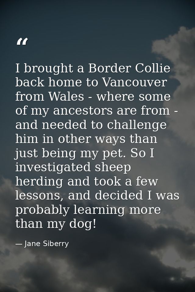 I brought a Border Collie back home to Vancouver from Wales - where some of my ancestors are from - and needed to challe — Jane Siberry
