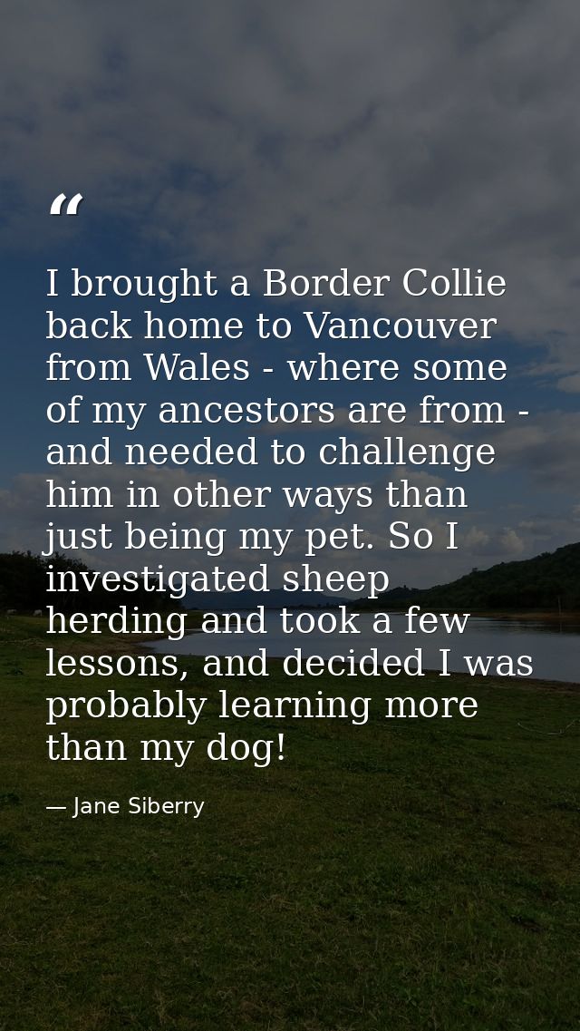 I brought a Border Collie back home to Vancouver from Wales - where some of my ancestors are from - and needed to challe — Jane Siberry