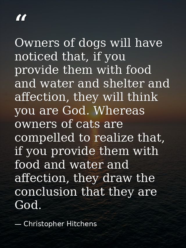 Owners of dogs will have noticed that, if you provide them with food and water and shelter and affection, they will thin — Christopher Hitchens