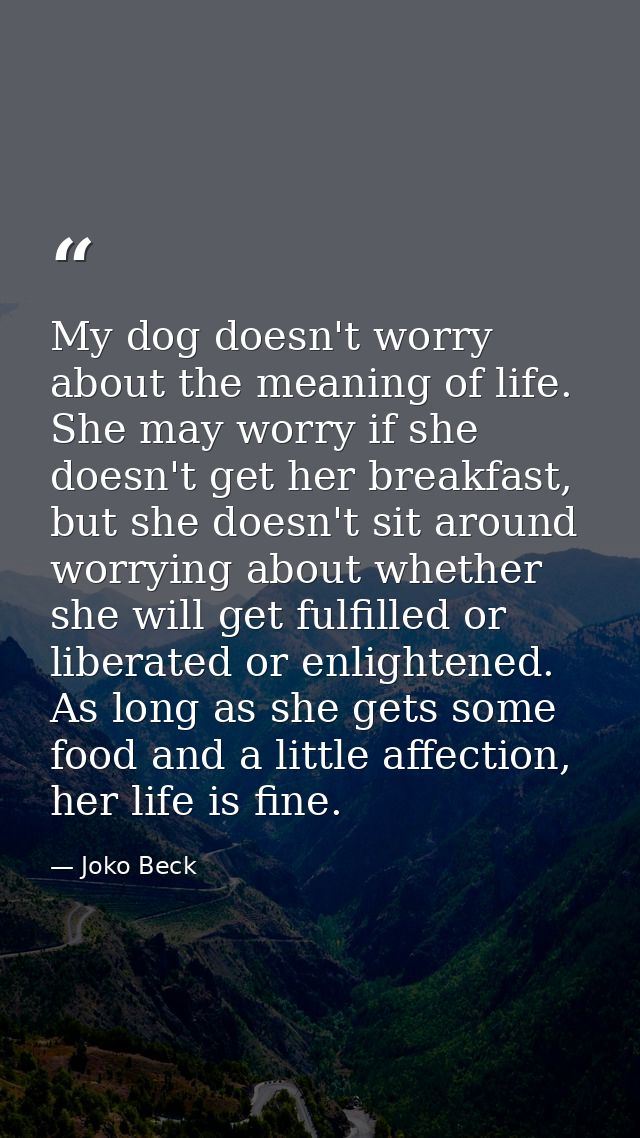 My dog doesn't worry about the meaning of life. She may worry if she doesn't get her breakfast, but she doesn't sit arou — Joko Beck
