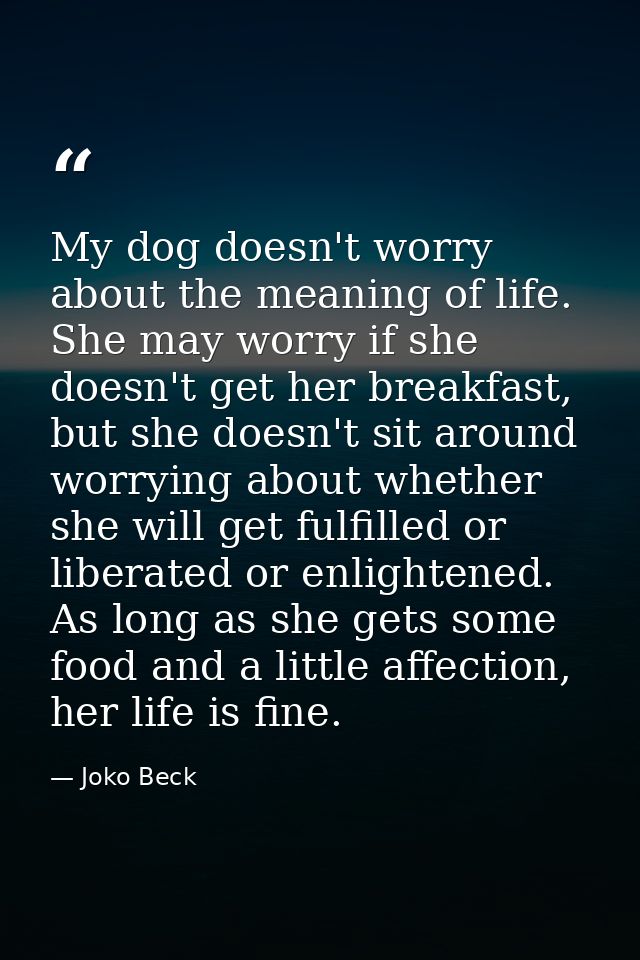 My dog doesn't worry about the meaning of life. She may worry if she doesn't get her breakfast, but she doesn't sit arou — Joko Beck