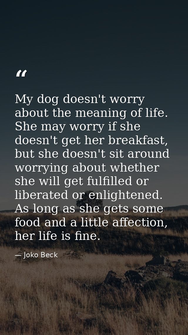 My dog doesn't worry about the meaning of life. She may worry if she doesn't get her breakfast, but she doesn't sit arou — Joko Beck