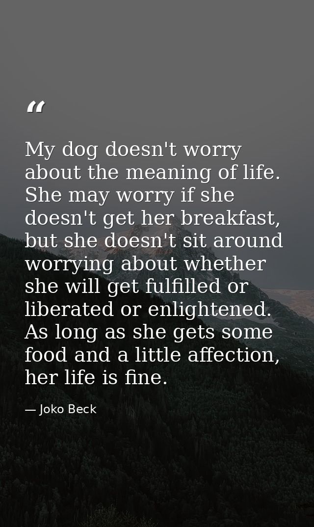 My dog doesn't worry about the meaning of life. She may worry if she doesn't get her breakfast, but she doesn't sit arou — Joko Beck