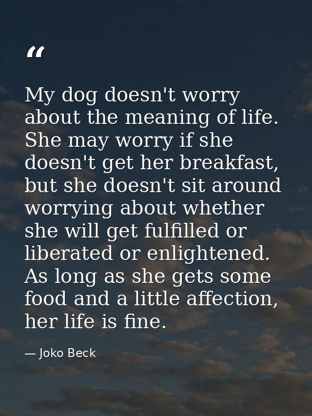 My dog doesn't worry about the meaning of life. She may worry if she doesn't get her breakfast, but she doesn't sit arou — Joko Beck