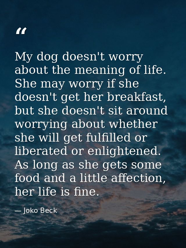 My dog doesn't worry about the meaning of life. She may worry if she doesn't get her breakfast, but she doesn't sit arou — Joko Beck