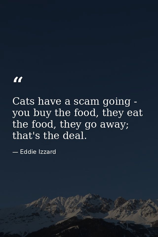 Cats have a scam going - you buy the food, they eat the food, they go away; that's the deal. — Eddie Izzard