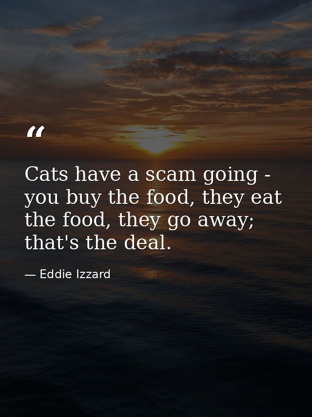 Cats have a scam going - you buy the food, they eat the food, they go away; that's the deal. — Eddie Izzard