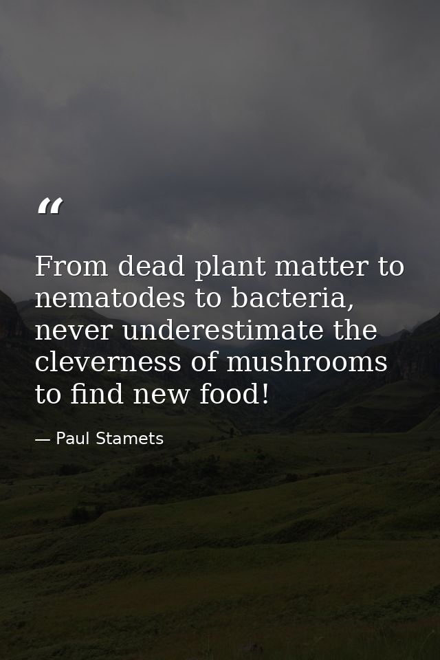 From dead plant matter to nematodes to bacteria, never underestimate the cleverness of mushrooms to find new food! — Paul Stamets