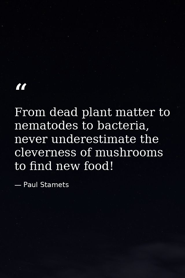 From dead plant matter to nematodes to bacteria, never underestimate the cleverness of mushrooms to find new food! — Paul Stamets