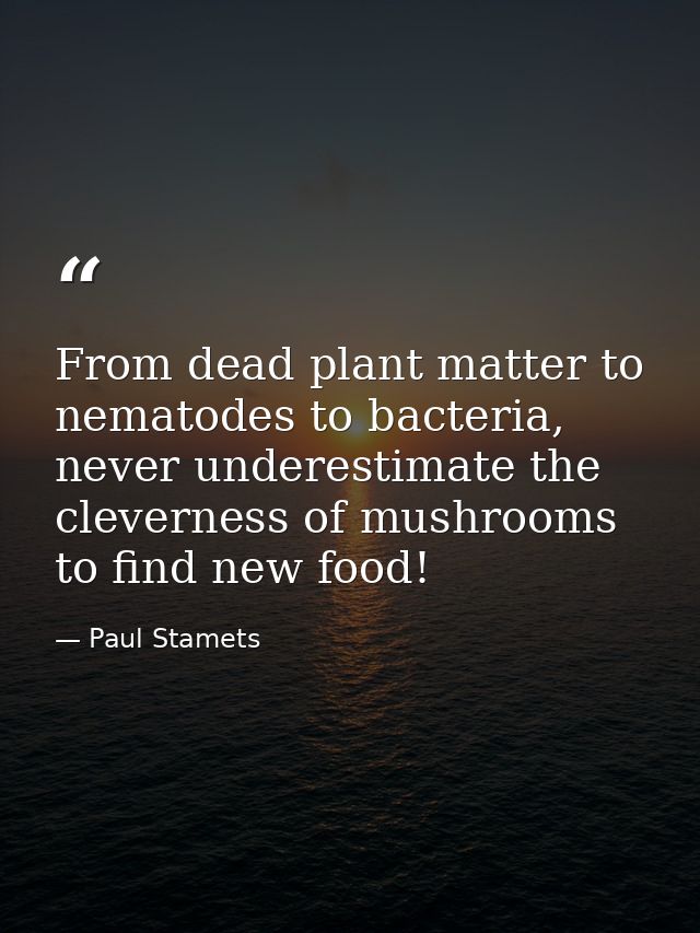 From dead plant matter to nematodes to bacteria, never underestimate the cleverness of mushrooms to find new food! — Paul Stamets