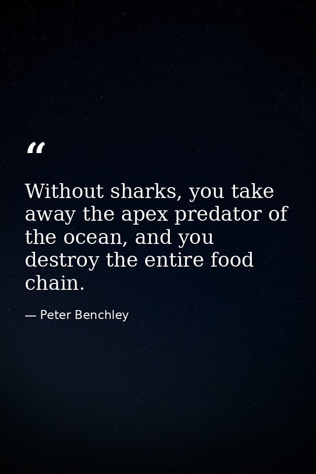 Without sharks, you take away the apex predator of the ocean, and you destroy the entire food chain. — Peter Benchley