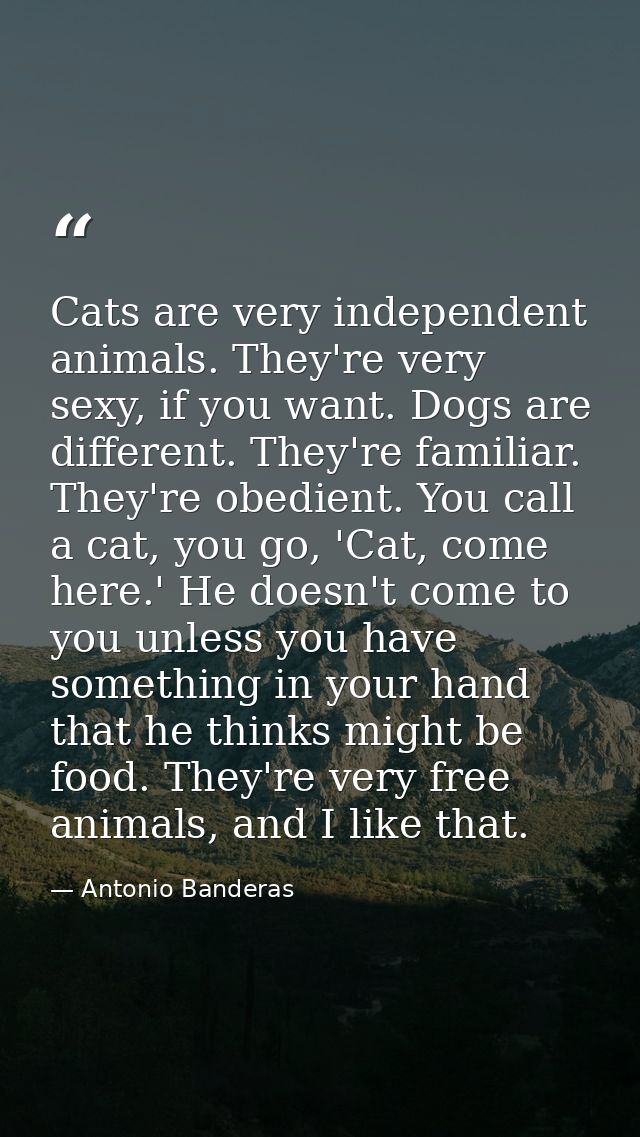 Cats are very independent animals. They're very sexy, if you want. Dogs are different. They're familiar. They're obedien — Antonio Banderas