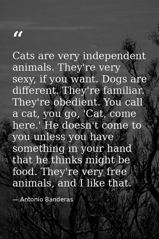 Cats are very independent animals. They're very sexy, if you want. Dogs are different. They're familiar. They're obedien — Antonio Banderas