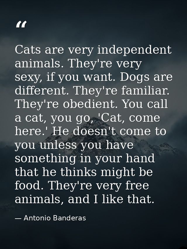 Cats are very independent animals. They're very sexy, if you want. Dogs are different. They're familiar. They're obedien — Antonio Banderas