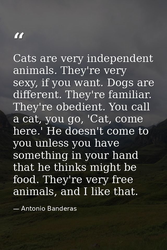 Cats are very independent animals. They're very sexy, if you want. Dogs are different. They're familiar. They're obedien — Antonio Banderas