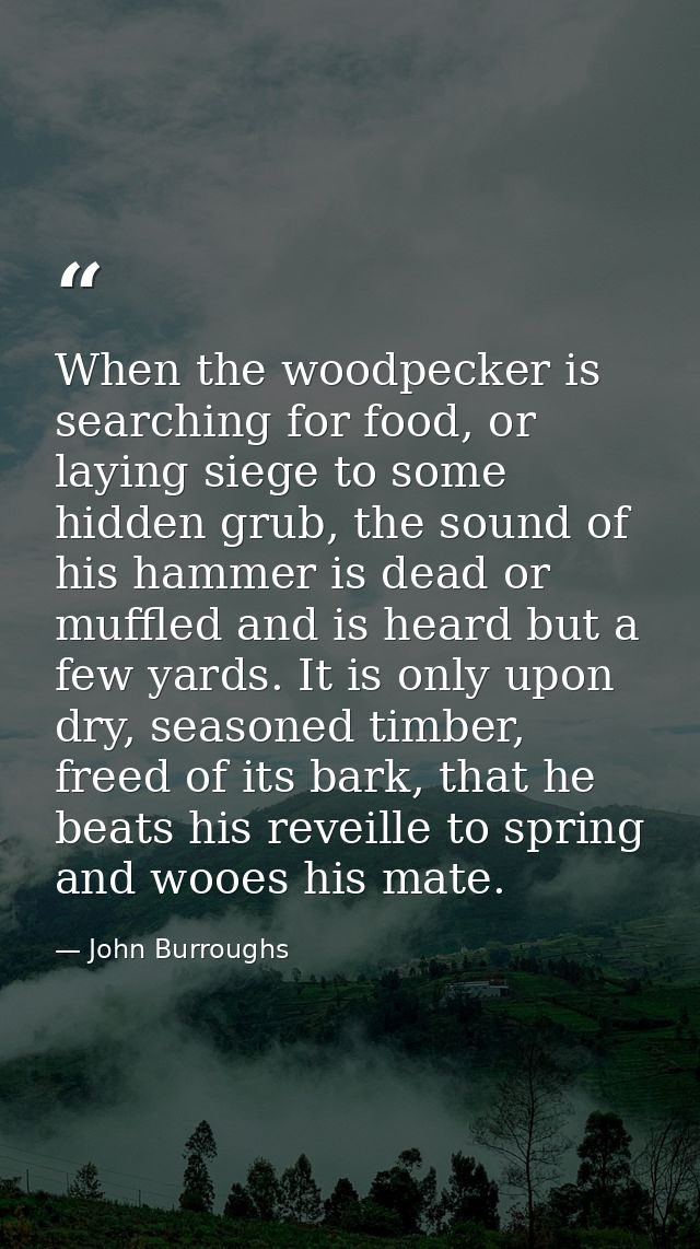 When the woodpecker is searching for food, or laying siege to some hidden grub, the sound of his hammer is dead or muffl — John Burroughs
