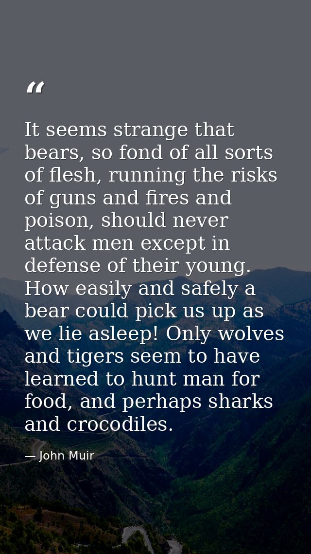 It seems strange that bears, so fond of all sorts of flesh, running the risks of guns and fires and poison, should never — John Muir