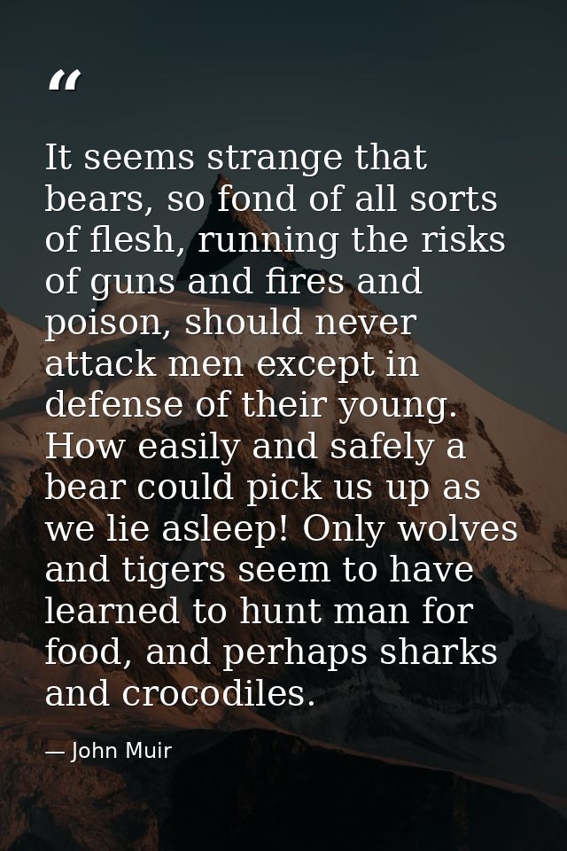 It seems strange that bears, so fond of all sorts of flesh, running the risks of guns and fires and poison, should never — John Muir