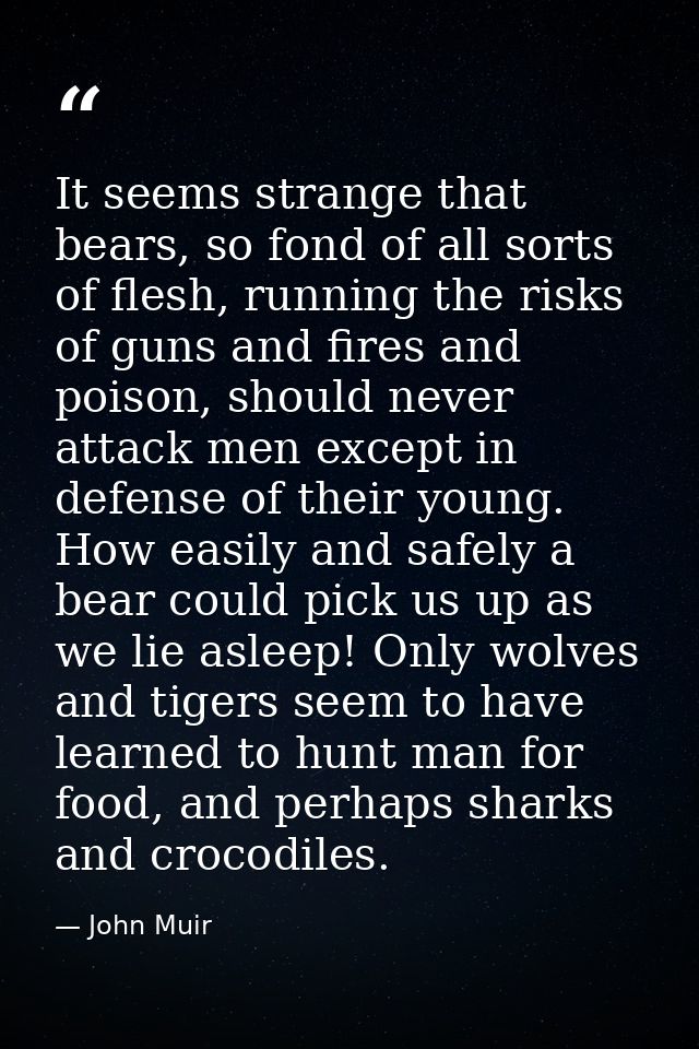 It seems strange that bears, so fond of all sorts of flesh, running the risks of guns and fires and poison, should never — John Muir