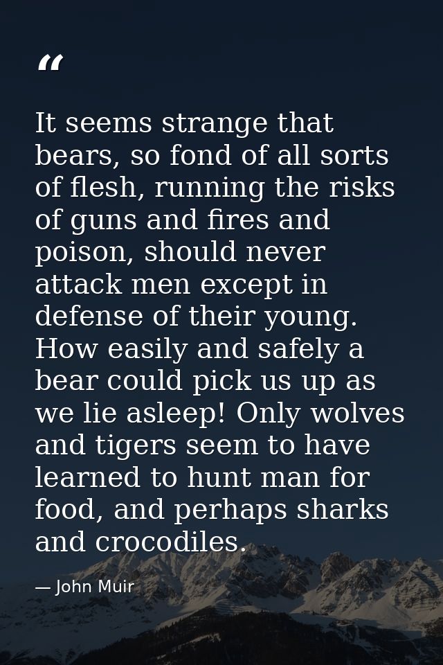 It seems strange that bears, so fond of all sorts of flesh, running the risks of guns and fires and poison, should never — John Muir