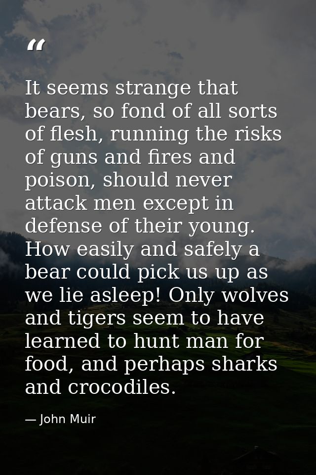 It seems strange that bears, so fond of all sorts of flesh, running the risks of guns and fires and poison, should never — John Muir