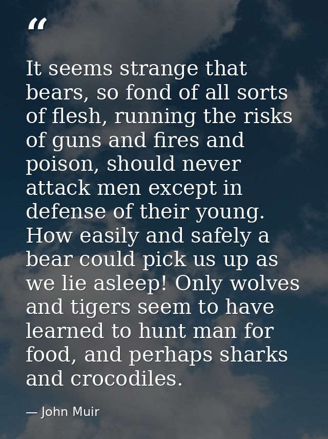It seems strange that bears, so fond of all sorts of flesh, running the risks of guns and fires and poison, should never — John Muir