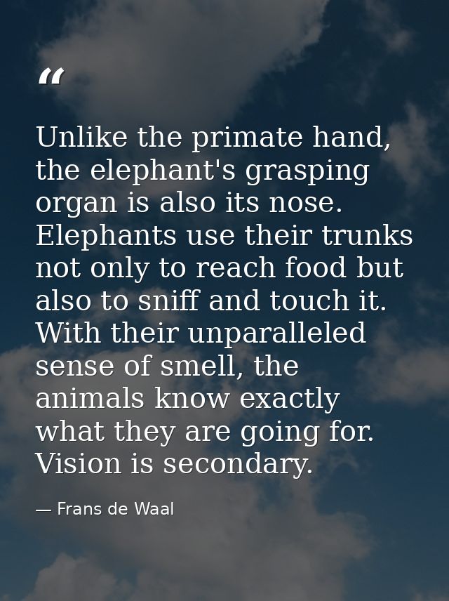 Unlike the primate hand, the elephant's grasping organ is also its nose. Elephants use their trunks not only to reach fo — Frans de Waal