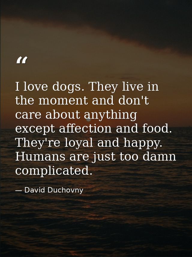 I love dogs. They live in the moment and don't care about anything except affection and food. They're loyal and happy. H — David Duchovny