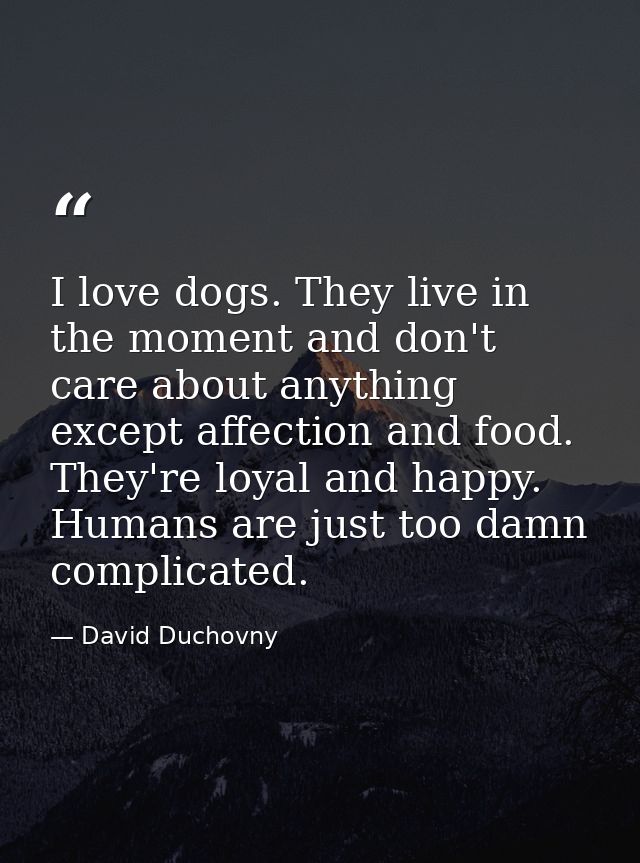 I love dogs. They live in the moment and don't care about anything except affection and food. They're loyal and happy. H — David Duchovny
