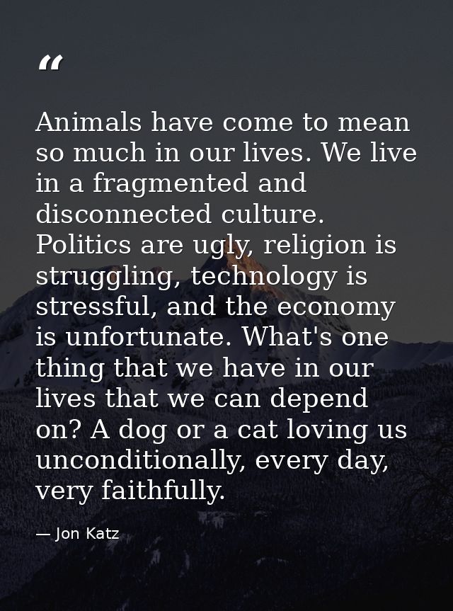 Animals have come to mean so much in our lives. We live in a fragmented and disconnected culture. Politics are ugly, rel — Jon Katz