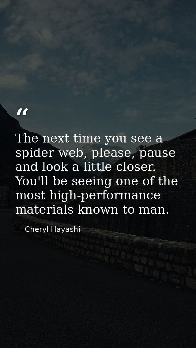 The next time you see a spider web, please, pause and look a little closer. You'll be seeing one of the most high-perfor — Cheryl Hayashi