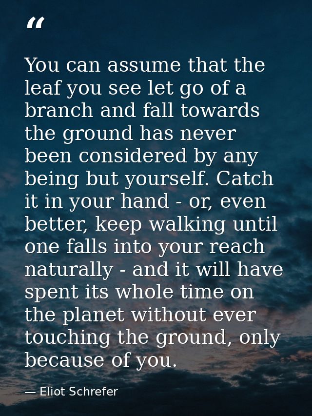 You can assume that the leaf you see let go of a branch and fall towards the ground has never been considered by any bei — Eliot Schrefer