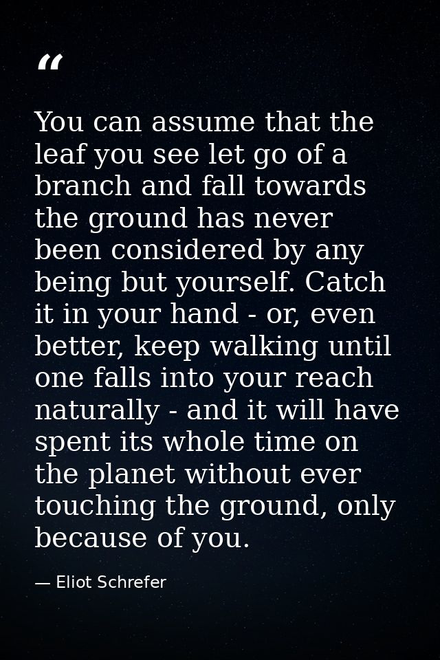 You can assume that the leaf you see let go of a branch and fall towards the ground has never been considered by any bei — Eliot Schrefer