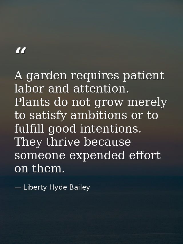 A garden requires patient labor and attention. Plants do not grow merely to satisfy ambitions or to fulfill good intenti — Liberty Hyde Bailey
