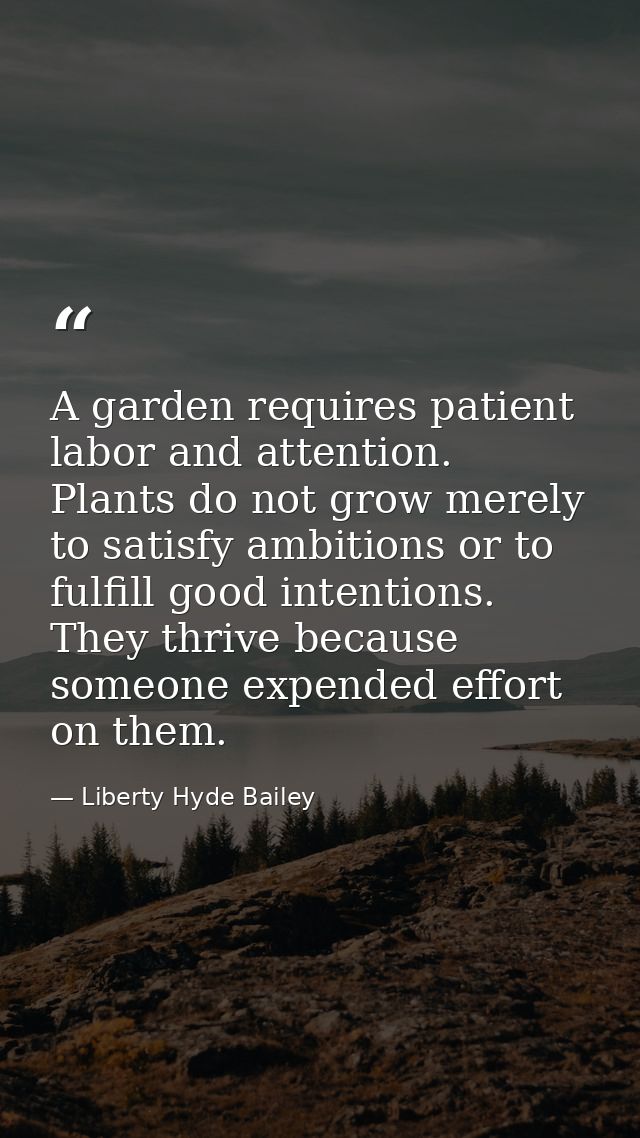 A garden requires patient labor and attention. Plants do not grow merely to satisfy ambitions or to fulfill good intenti — Liberty Hyde Bailey