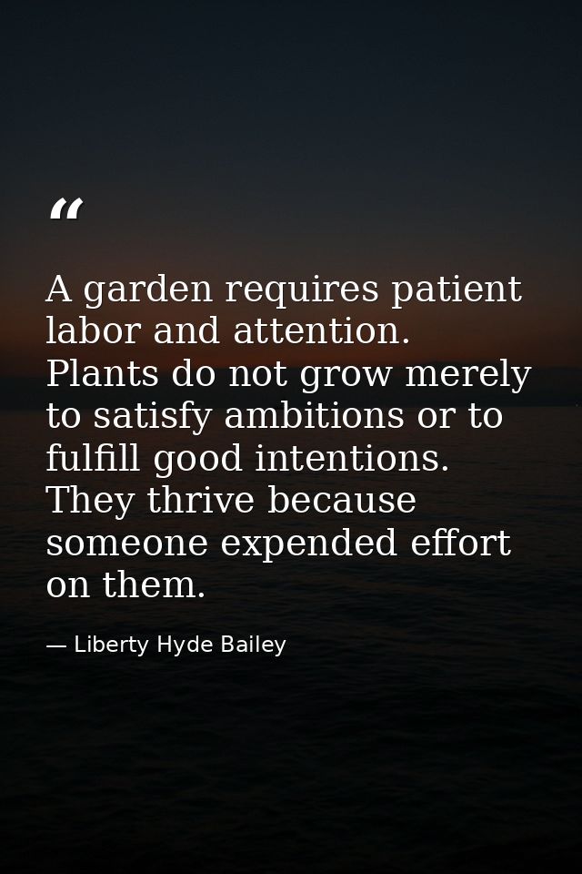 A garden requires patient labor and attention. Plants do not grow merely to satisfy ambitions or to fulfill good intenti — Liberty Hyde Bailey