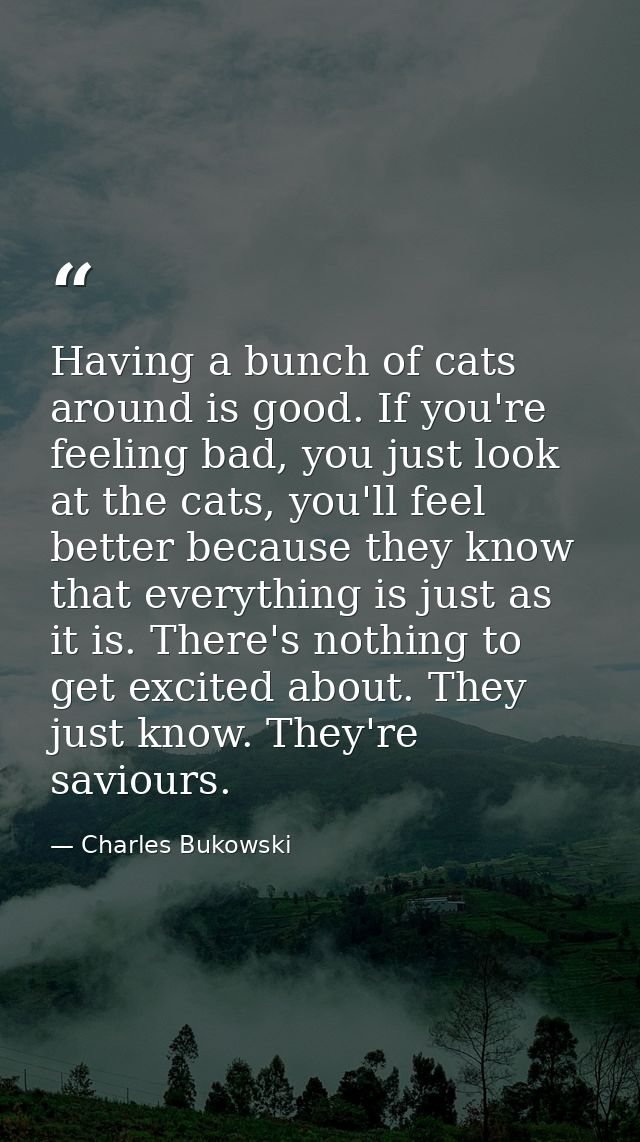 Having a bunch of cats around is good. If you're feeling bad, you just look at the cats, you'll feel better because they — Charles Bukowski