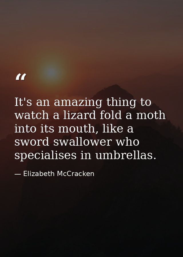 It's an amazing thing to watch a lizard fold a moth into its mouth, like a sword swallower who specialises in umbrellas. — Elizabeth McCracken