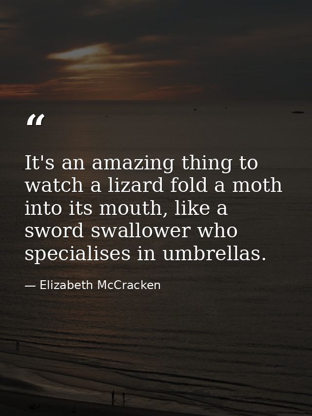 It's an amazing thing to watch a lizard fold a moth into its mouth, like a sword swallower who specialises in umbrellas. — Elizabeth McCracken