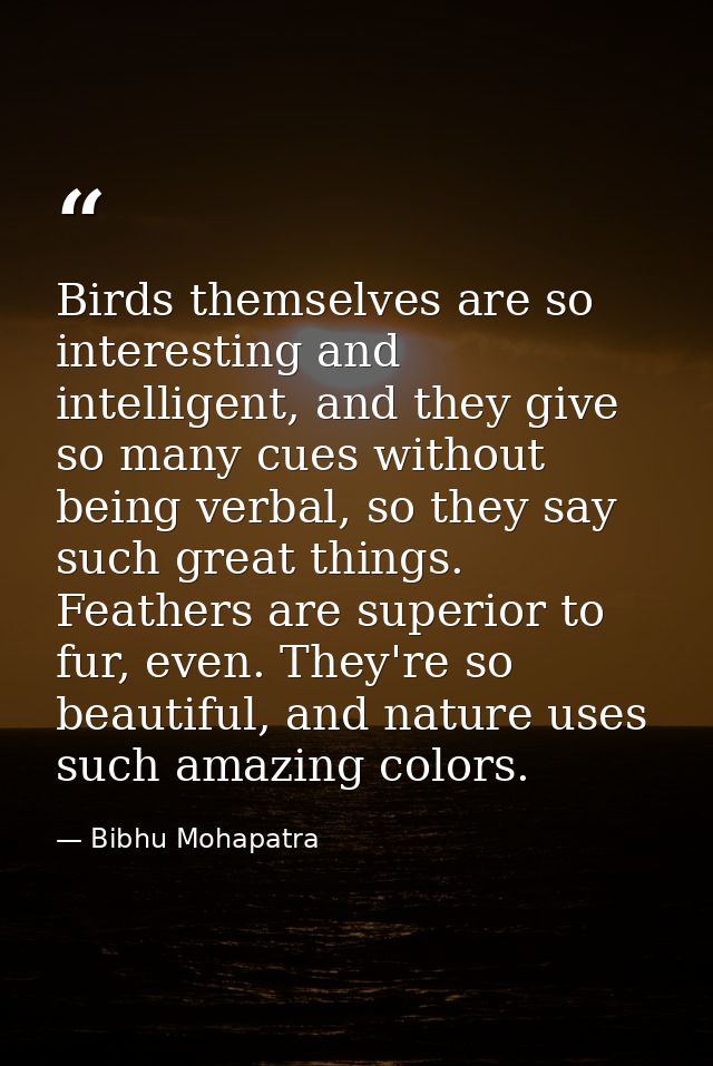 Birds themselves are so interesting and intelligent, and they give so many cues without being verbal, so they say such g — Bibhu Mohapatra
