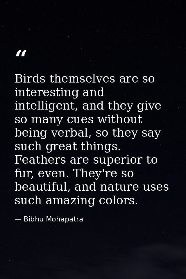 Birds themselves are so interesting and intelligent, and they give so many cues without being verbal, so they say such g — Bibhu Mohapatra