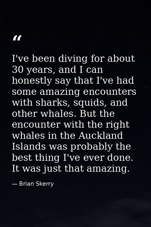 I've been diving for about 30 years, and I can honestly say that I've had some amazing encounters with sharks, squids, a — Brian Skerry