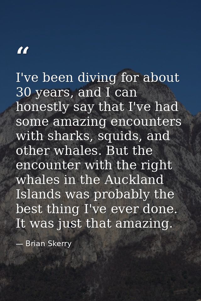 I've been diving for about 30 years, and I can honestly say that I've had some amazing encounters with sharks, squids, a — Brian Skerry