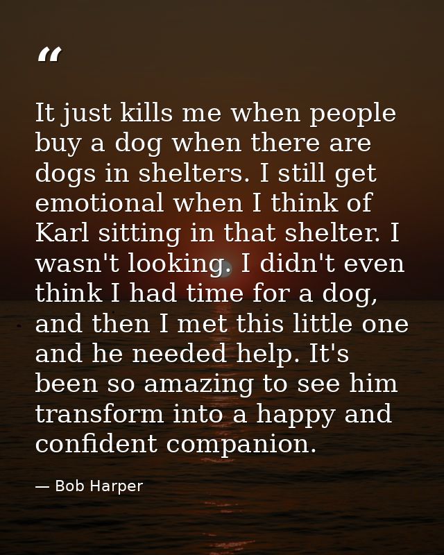 It just kills me when people buy a dog when there are dogs in shelters. I still get emotional when I think of Karl sitti — Bob Harper