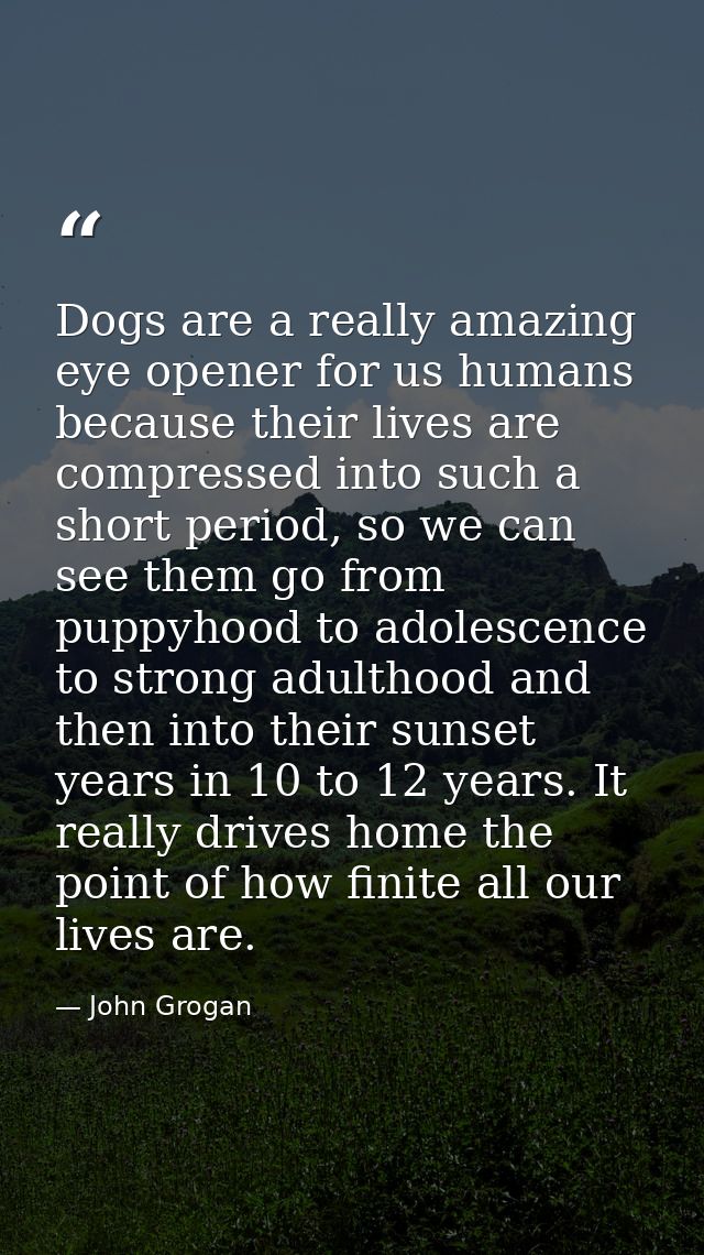 Dogs are a really amazing eye opener for us humans because their lives are compressed into such a short period, so we ca — John Grogan