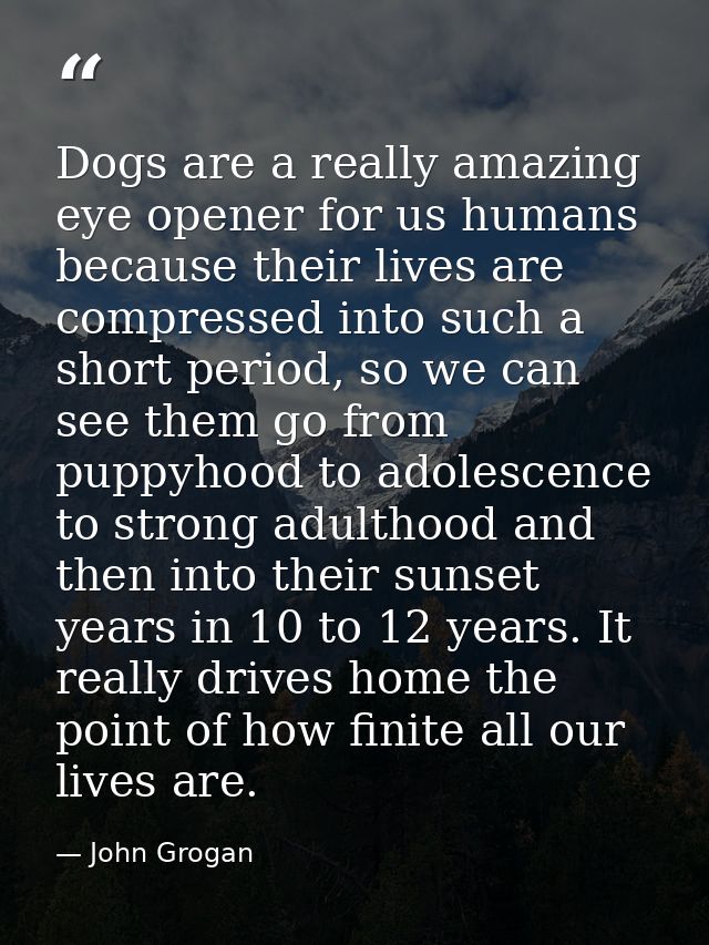 Dogs are a really amazing eye opener for us humans because their lives are compressed into such a short period, so we ca — John Grogan